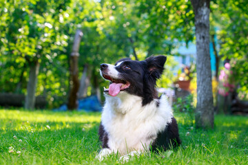 Dog breed Border Collie