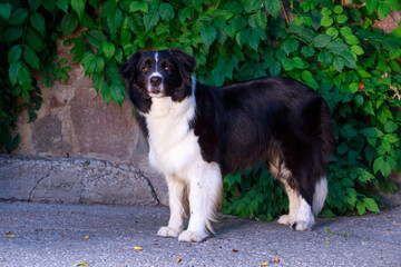 Dog breed Border Collie