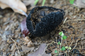 Russula nigricans|Russula blackula|blackening russula|blackening brittlegill|黑脆褶|黑红菇|A black mushroom