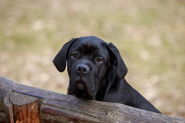 dog breed cane corso