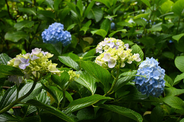 青色、水色の紫陽花の花