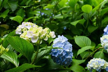 青色、水色の紫陽花の花