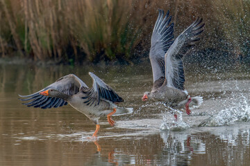 Greylag Goose (Anser anser) chasing another male goose in territorial display. Mating season. Gelderland in the Netherlands.       