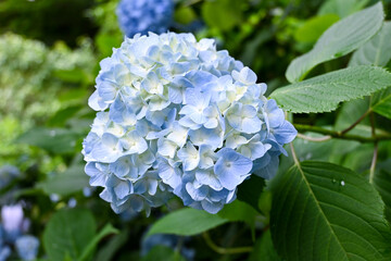 青色、水色の紫陽花の花