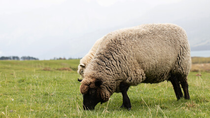 Sheep graze outdoors in New Zealand. Small cattle, animal husbandry.