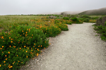Fototapeta na wymiar Walking path along the coastline with california poppies in bloom in Montana de Oro State Park