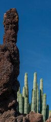 Sukkulenten im Jardin de Cactus, Cesar Manrique, Lanzarote, Kanaren, Spanien