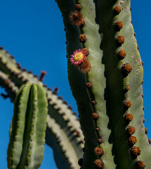 Naklejka premium kleine Blüten an Sukkulenten, Jardin de Cactus, Cesar Manrique, Lanzarote, Kanaren, Spanien