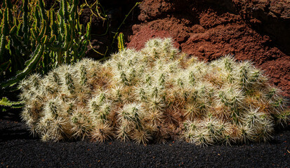 Sukkulenten im Jardin de Cactus, Cesar Manrique, Lanzarote, Kanaren, Spanien