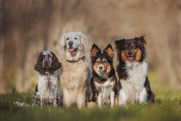 group of dogs, english springer spaniel, golden retriever, border collie, australian shepherd portrait in spring in the park