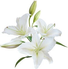 White Lily flower bouquet isolated on transparent background - 595768099