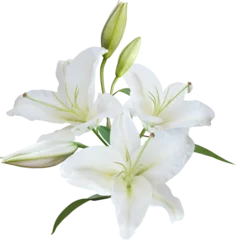 Foto op Plexiglas White Lily flower bouquet isolated on transparent background © nunawwoofy