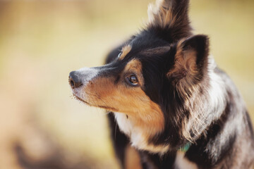 border collie dog portrait in spring in the park
