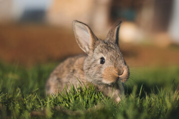 rabbit in the grass