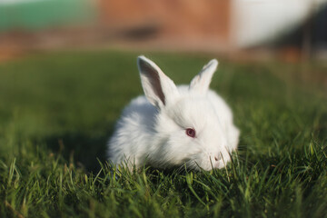 rabbit in the grass