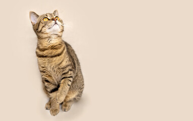 Obraz premium tabby cute female kitty domestic pet isolated on beige ivory background looking up.funny playful face,muzzle.love and care animals