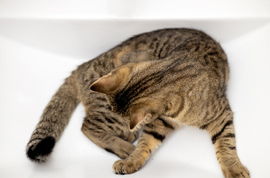 adorable cute tabby cat playing in bathroom against tiles wall or in sink.domestic pet sitting on wc toilet tank with paws on wall looking up cute pretty face female striped kitty.