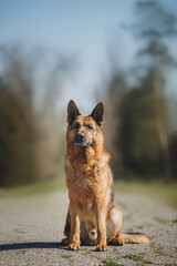 german shepherd portrait in spring in the park