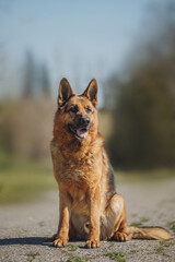 german shepherd portrait in spring in the park