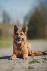 german shepherd portrait in spring in the park