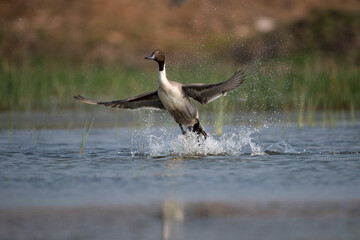 Northern pintail bird flying out of water with use of selective focus 