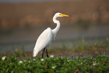 Great Egret bird resting in the grass with use of selective focus 