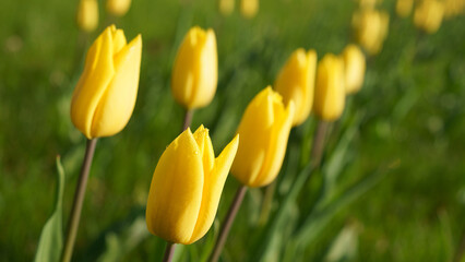 blooming tulips on green grass