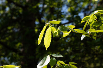 young light green leaves in the spring forest 5