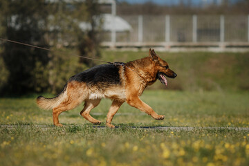 german shepherd portrait in spring in the park