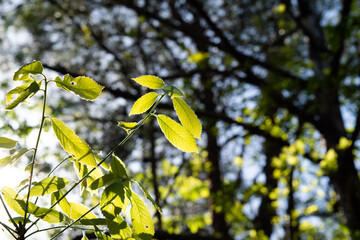 young light green leaves in the spring forest 8