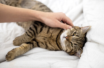 tabby cat on bedroom bed blanket sleeping and owner woman girl hand petting animal domestic pet...