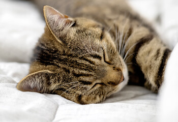 adorable cute tabby cat sleeping on bed blanket home interior.pretty domestic pet close up muzzle mustache free space for text advertising banner.tired sleepy animal with paws outstretched relax rest