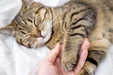tabby cat on bedroom bed blanket sleeping and owner woman girl hand petting animal domestic pet...