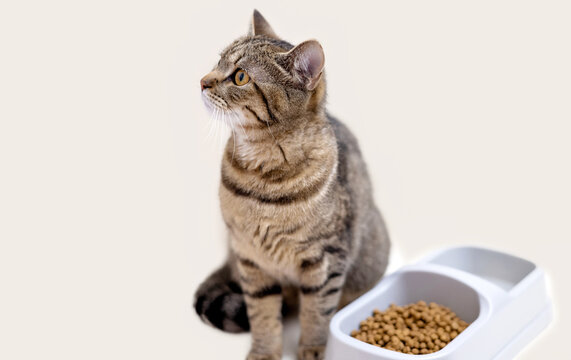 angry cat isolated with dry food in bowl refuse to eat mock up free space for text.upset tabby kitty on beige background