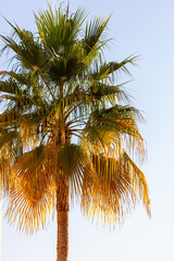 Naklejka na ściany i meble Palm tree against the blue sky.