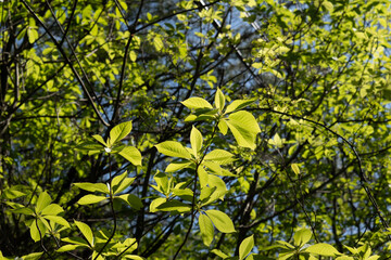 young light green leaves in the spring forest 4