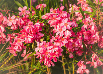 Beautiful pink flowers in the park. Close-up.