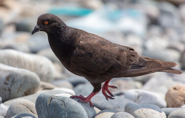 Pigeon walks on the rocks on the beach