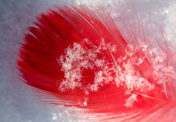 Red feather on white snow in winter. Close-up
