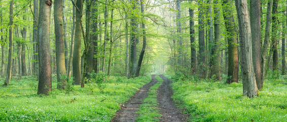 Panorama of Footpath through green forest in early spring