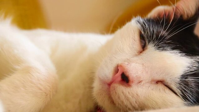 Close up to a sleeping pet cat dreaming, twitching and making suckling movements, candid funny moment