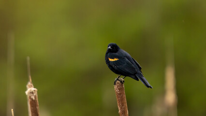 red winged blackbird