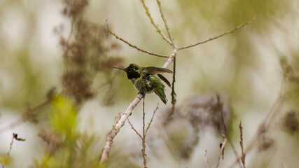 humming bird