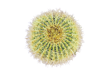 Large green cactus in white stones, top view, isolated on a white background. Cactus growing on the ground, yellow spikes closeup.