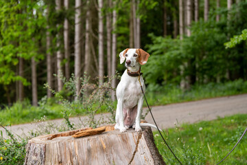 Exited and attentive istrian shorthaired hound sitting on a tree stump in the forest - hunting dog 