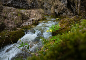 Fototapeta na wymiar Gelbe Alpenblume am Wildbach der Wasserlochkamm