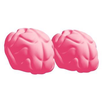 Human brain Anatomical Model.