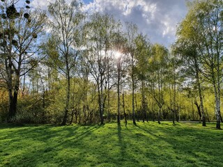 Bright green meadow on a sunny day