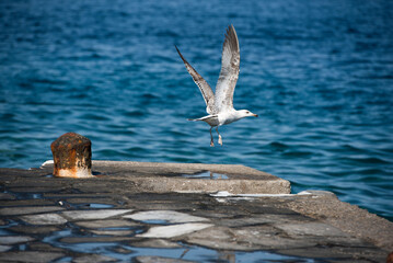 Young seabird flying over the dock .