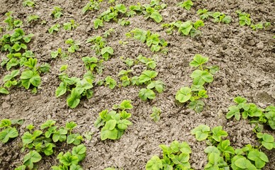 Seedlings of young strawberries planted in the ground in the ground, young beautiful green leaves.  The concept of spring work in the garden, fertilizing with fertilizer.  Close-up.